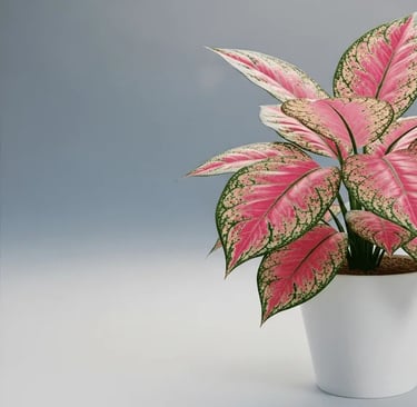 Una frondosa planta de Aglaonema con sus características hojas variegadas en tonos rosa y verde