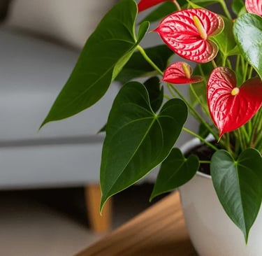 Un Anturio Rojo con flores brillantes en forma de corazón y hojas verdes lustrosas en maceta blanca.