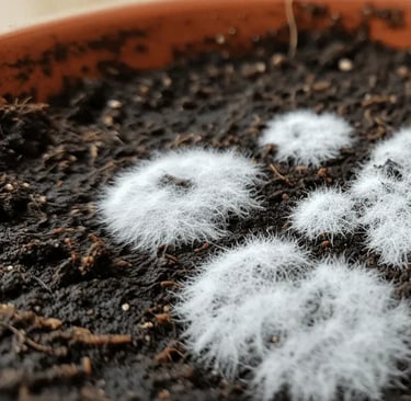 Primer plano de moho blanco o pelusa creciendo sobre la tierra de una maceta.