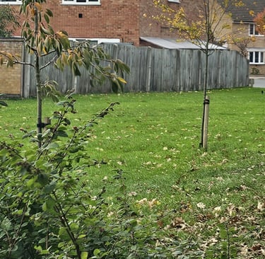 showing newly planted trees on an open grassed area