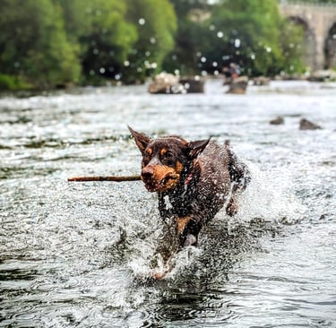 un kelpie australien à l'Aqua school