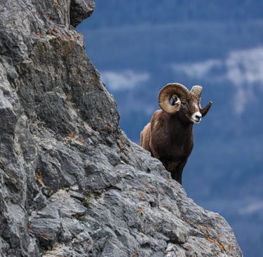 Rams tempt fate by jumping around mountains