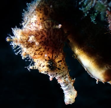 Caballito de mar tigre