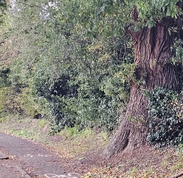 showing a large oak tree next to a path
