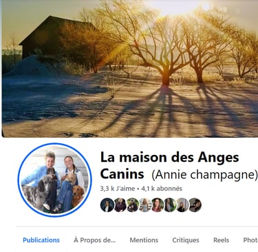 Facebook de La maison des anges canins, éleveur de chien. Chien a vendre