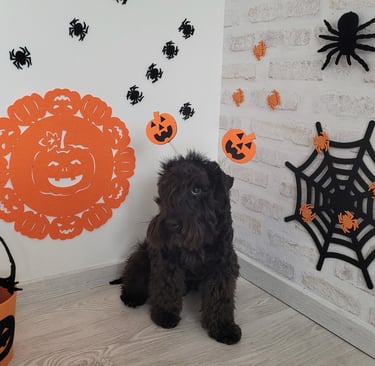 Vintus fête Halloween