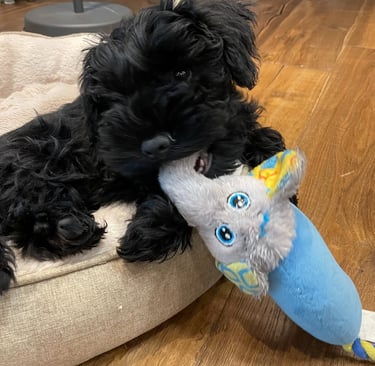 Schnauzer nain noir avec son jouet