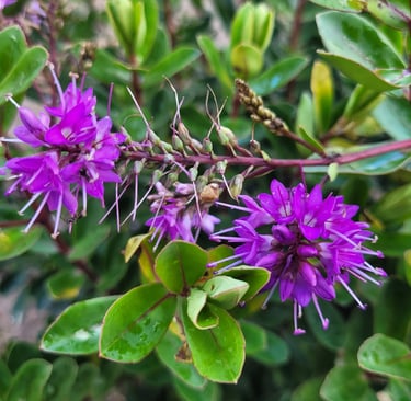 fleur violette de véronique Le Chemin de la Chouette soins énergétiques chamaniques Abbaretz 44