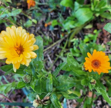 fleur de calendula ou soucis Le Chemin de la Chouette soins énergétiques Abbaretz 44