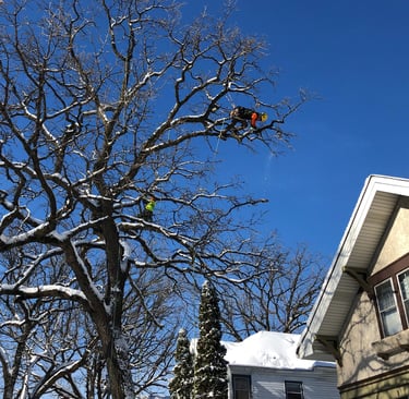 John performs technical oak pruning