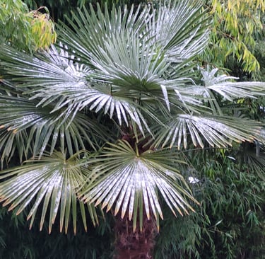 a palm tree in a backyard with a bench and a bench