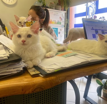 Gatto ragdoll da veterinario
