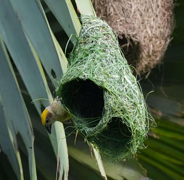 Male Baya Weaver weaving grass to construct a nest.