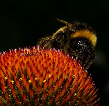 A buff-tailed bumblebee on an echinacea flower at Chelsea Physic Garden