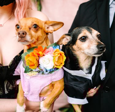 Dogs ring bearer and flower girl on wedding day photo by Katy Rox