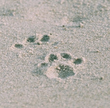 Cat paw prints in the sand at the beach.
