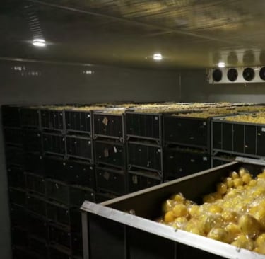 lemon cold storage room interior