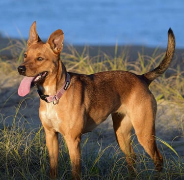 Cachorro com a língua para fora