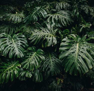 Mature fenestrated Monstera deliciosa leaves with splits, holes and perforations