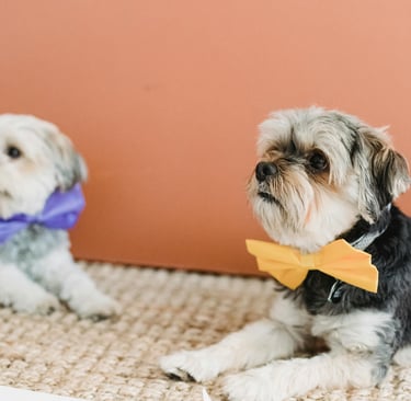teacup yorkie puppies for sale