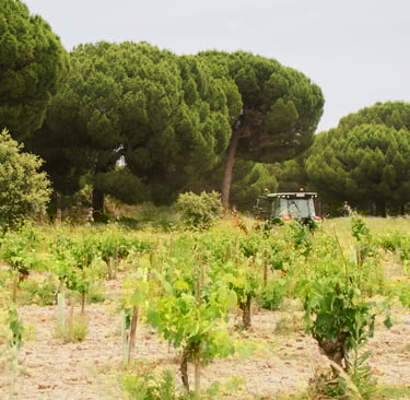 tractor driving through vineyard