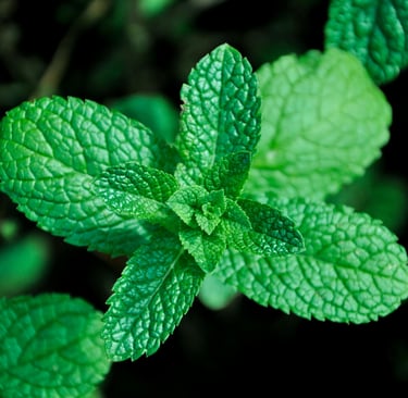 spearmint