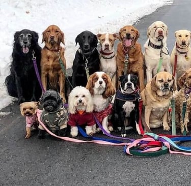 Cachorros do mundo