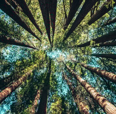 Photo d'arbres vue d'en bas, avec un ciel bleu