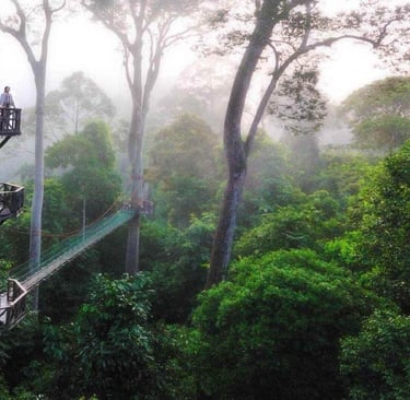 Treetop canopy walkway in Danum Valley
