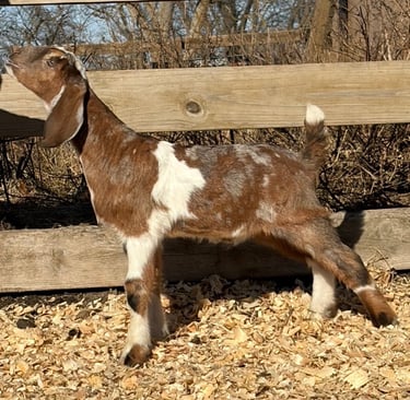 Brown goat with white spots stretching 