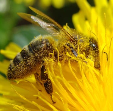 Bee pollinating alveystarr.com