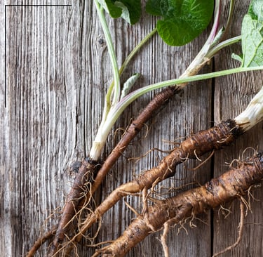Burdock roots with leaves