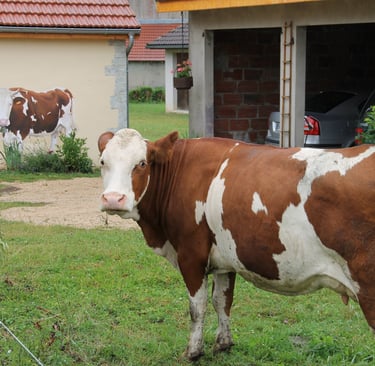 Tête à tête entre une vrai vache et une autre en trompe-l'oeil peint sur une façade