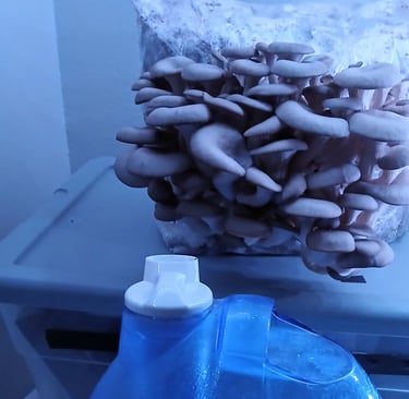 A small cool mist humidifier blowing mist toward a mushroom grow kit on a countertop