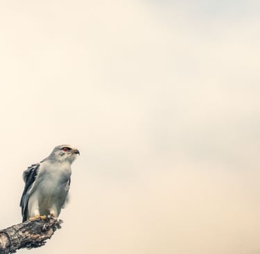 Black shoulders kite perched on branch