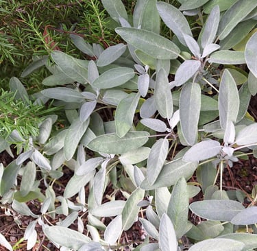 multiple Salvia bushes that are nice for full sun
