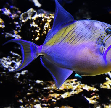 Aquarium voyage France Guadeloupe