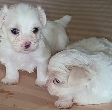 Our 2 beautiful Maltese Babies in Houston, Texas