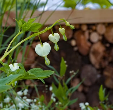 A beautiful Dicentra spectabilis ‘Alba’ in the foreground, whilst in the background a bench with logs stacked underneath