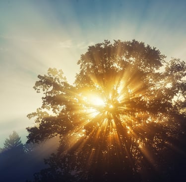 Sunburst effect through tree branches, symbolizing hope and opportunities in post-pandemic students