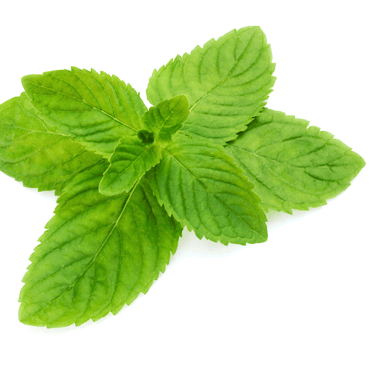 Mentha spp. with vibrant green, rounded leaves and a dense, spreading growth habit.