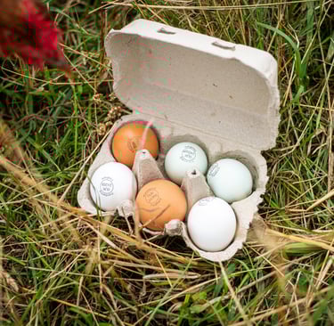 Organic pasture raised egg box mixed colours, brown, blue and white