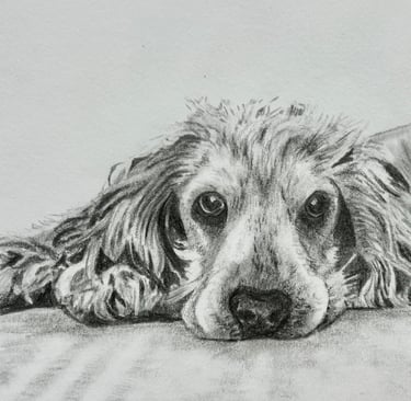Graphite pencil drawing of Spaniel dog on a bed