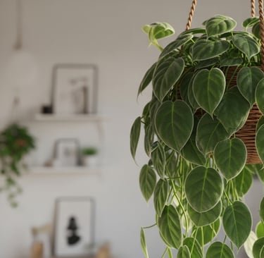 Una frondosa planta de Filodendro de Hoja de Corazón (Philodendron hederaceum)