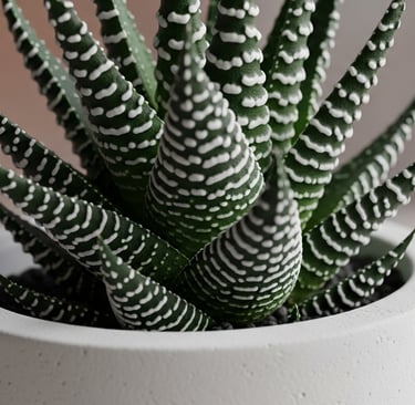 una Haworthia fasciata (Planta Cebra) mostrando sus hojas puntiagudas con rayas blancas
