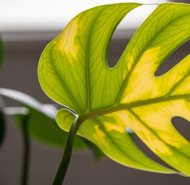 Hoja de planta de interior volviéndose amarilla por problemas de cuidado.