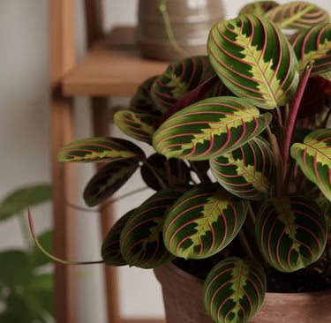 Maranta leuconeura o Planta de la Oración con sus características venas rojas.