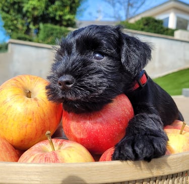 Chiot Schnauzer sur une pomme