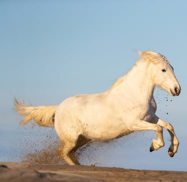 a white horse running on a sandy beach