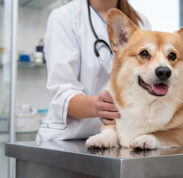 Clínica Veterinária para Castração, zona norte de são paulo